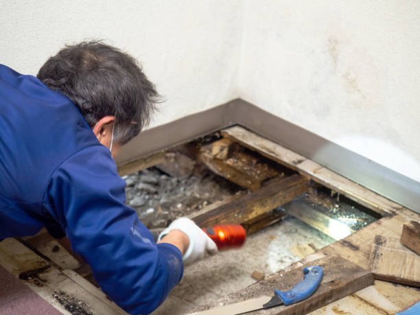 Best Home Mold Removal  in Dover, OH