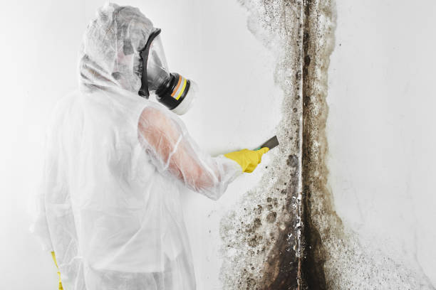 Best Black Mold Removal  in Dover, OH