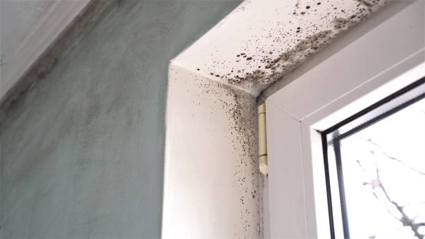 Best Mold Inspection  in Dover, OH