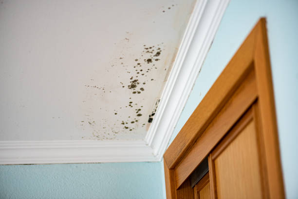 Trusted Dover, OH Mold Removal Experts
