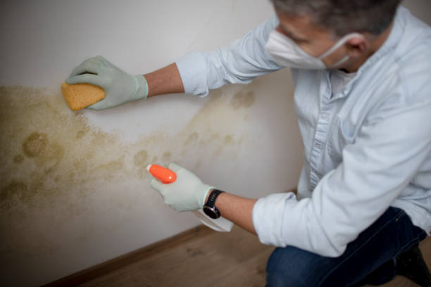Best Local Mold Removal Service  in Dover, OH