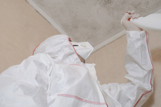 Best Same-Day Mold Removal  in Dover, OH