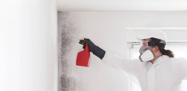 Best Certified Mold Removal  in Dover, OH