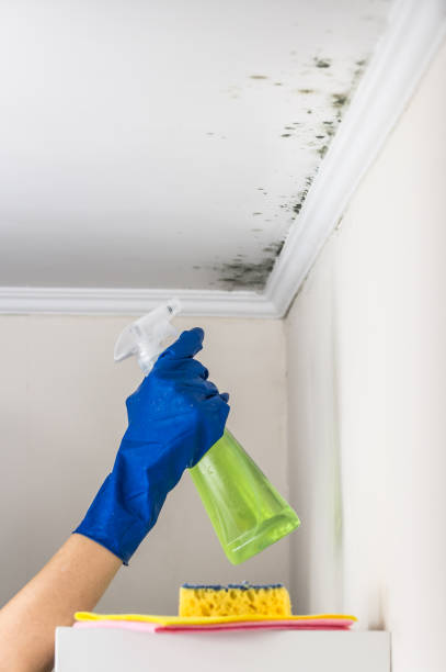 Mold Testing and Removal in Dover, OH