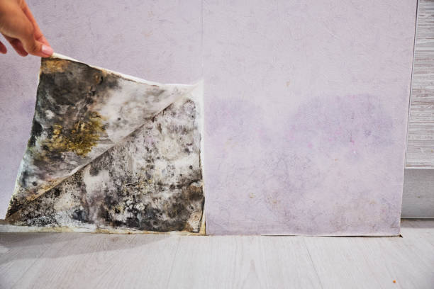 Best Attic Mold Removal  in Dover, OH